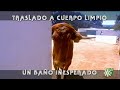 Toros de Reservatauro: vaca con placenta traslado a cuerpo limpio y cura | Toros desde Andalucía