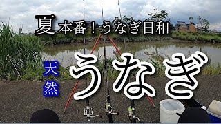 【天然うなぎ釣り】むしむしと暑い日は絶好のチャンス！#天然うなぎ釣り　#ドバミミズ #川釣り