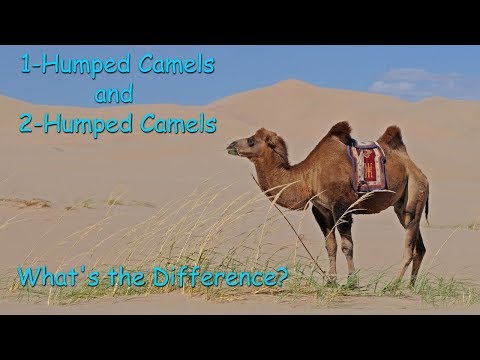 Where do 2 hump camels come from?