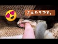 フクロモモンガの鳴き声【sugarglider】