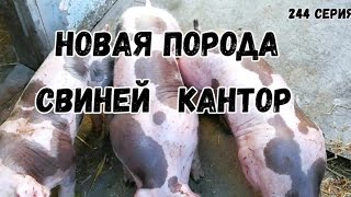 Породы свиней на нашем хозяйстве (пьетрен, дюрок, кантор, пьетрен-макстер, КБ, ландрас).