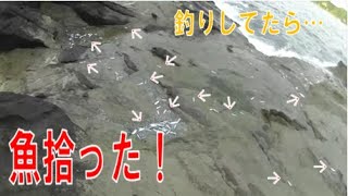 釣りしてたら魚のほうが勝手に陸に上がってきた（笑）イワシ大量に拾たった。