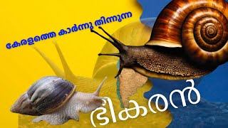 ആളെ കൊല്ലി ഈ ഭീകര ഒച്ചുകൾ 😨|| African Snail : The Danger || Stories Plus