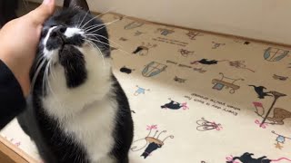 楽しい元気なくねくね【猫動画】tuxedo-catハチワレ猫ざきお