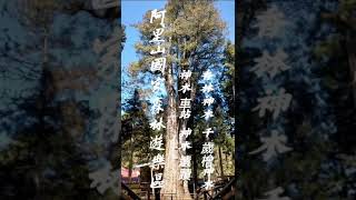 ［阿里山國家森林遊樂區］香林神木2300年遇見千歲檜神木2000年/阿里山一日遊行程表