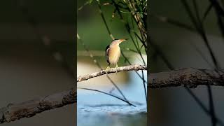 A male of a small heron, the littlebittern flying by Blurry blue water 🐦 #shortsfeed #birds #shorts