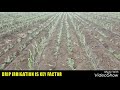 must watch ऊस व हरभरा आधुनिक पद्धतीने आंतरपीक sugarcane inter crop with chikpea