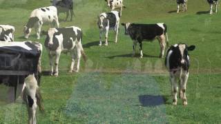 Nicasio Valley Cheese Meet the Brothers