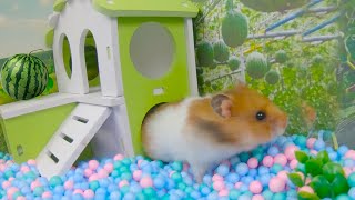 ハムスターがスイカを盗みます、 超劇的で魅力的  🐹【スーパーハムスター】