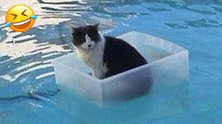 When the startled dog and cat fell into the water 😹🐶 New Funny Animals 🤣