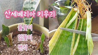 천덕꾸러기로 살다간 산세베리아 살리기 /물꽂이 잎꽂이 /냉해 무름병 삽목 번식 /식물 키우기