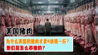 为什么美国的猪肉，才卖4块钱一斤？看看他们的全自动化养猪