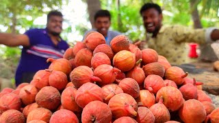 அத்தி பழ வேட்டை  |  Fresh Country Fig | Anjeer Fruit | Aththi Pazha Vaettai In Our Village | MSF