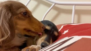 本当の姉妹みたいに寄り添って寝る犬【ミニチュアダックスフンド/チワックス】dog