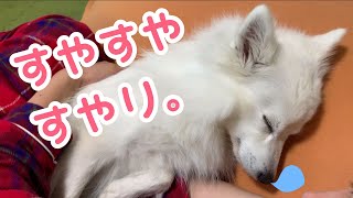 【犬の寝顔🐶💤】ママと一緒に寝落ちする日本スピッツちぃ。