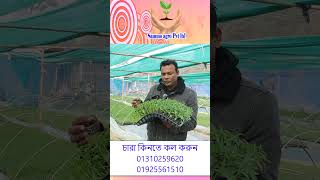 উন্নত জাতের হাইব্রিড মরিচের চারা || রোগ মুক্ত শক্তিশালী বেশি ফলনশীল মরিচ