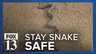 Tips to keep you and your pets safe from rattlesnakes during Utah summer