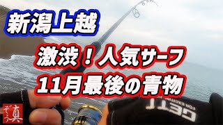 【新潟上越】超人気サーフにてイナダを求めてルアーを投げ倒した結果～炙りが旨い絶品青物！