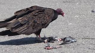 Watch This Vulture Devour A Pigeon!!!Pigeon Gets Merked💀😭😧 𓅐𓅐𓅐