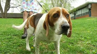 Blacksburg beagles escapes home, heads to school