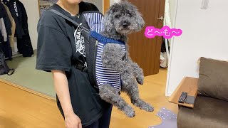 【元保護犬福くん】初めての犬用抱っこ紐になすがままの可愛い福ちゃん