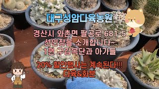 대구성암다육농원 선인장을 소개합니다~~ 1편 구갑목단과 아가들