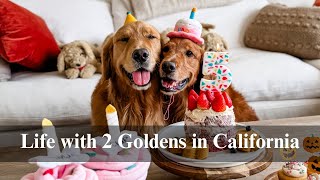 Setting up a Birthday Party for My Dog | Life with 2 Goldens | Dog birthday cake, dog birthday party