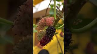 മള്‍ബറി | Morus, in the family Moraceae, trees commonly known as mulberries