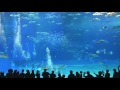 okinawa churaumi aquarium the kuroshio sea long take movie