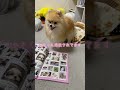 読モ犬 shorts ポメラニアン 犬