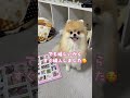 読モ犬 shorts ポメラニアン 犬