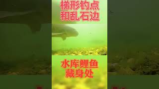 水库鲤鱼藏身之处，户外野钓鲤鱼须知