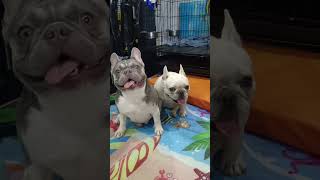 โดนแม่ดุ #คนรักเฟรนบลูด็อก #frenchbulldog #บ้านเฟรนช์บลูด็อกอุดรธานี