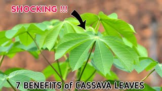 7 Benefits of Cassava Leaves and Effects on Body Health