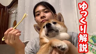 幽霊に歯磨きされる柴犬はその後どうなるのか⁉【ゆっくり解説】