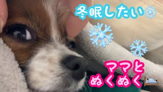 【パピヨン🐶ベルトマトちゃん】愛犬たちと布団の中でぬくぬく。