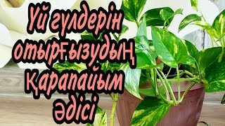 Гүл отырғызу. Үй гүлдерінің күтімі. Ауырған гүлді күтіп баптау.Гүл отырғызу.