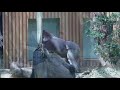 【western gorilla】違いがわかる赤ちゃんゴリラのキンタロウ。kintaro the baby gorilla who knows the difference