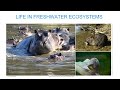 lecture 1 freshwater ecosystems