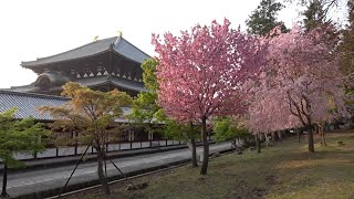 西大寺～奈良公園 Saidaiji Temple–Nara Park