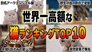 【ゆっくり解説】世界一高額な猫ランキングTOP10！車も買えちゃう驚愕の価格とは！？