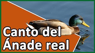 🟢🎵🦆 Canto del ÁNADE REAL (Anas platyrhynchos). Reclamo del ÁNADE AZULÓN 🦆