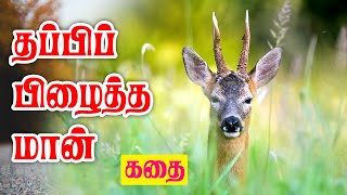 தப்பிப்பிழைத்த மான் | Surviving deer | THIRUMANI AND CO