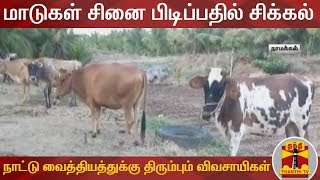 மாடுகள் சினை பிடிப்பதில் சிக்கல் : நாட்டு வைத்தியத்துக்கு திரும்பும் விவசாயிகள் | Thanthi TV