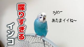 どうしてもウンコの話になってしまうインコ