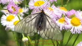 津久井湖城山公園　 2023. 4. 27.（4K）　花の苑地から根小屋地区へ、     ハンショウヅル・ウスバシロチョウなど