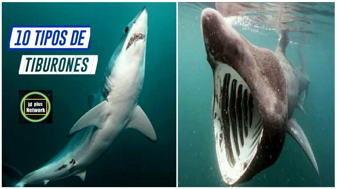 10 Tipos De Tiburones🌊🐚Especies De Tiburones🌊 - YouTube