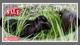 മുറ എരുമകൾ പോത്തുകൾ |Kollam Livestock Farm |KLF|