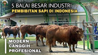 Balai Besar Industri Pembibitan Sapi Di Indonesia | Update 2021