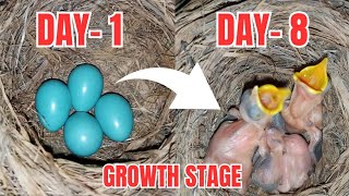 Baby Bird First 8 Days | Baby Bird Growth Stages|Saleem jsd